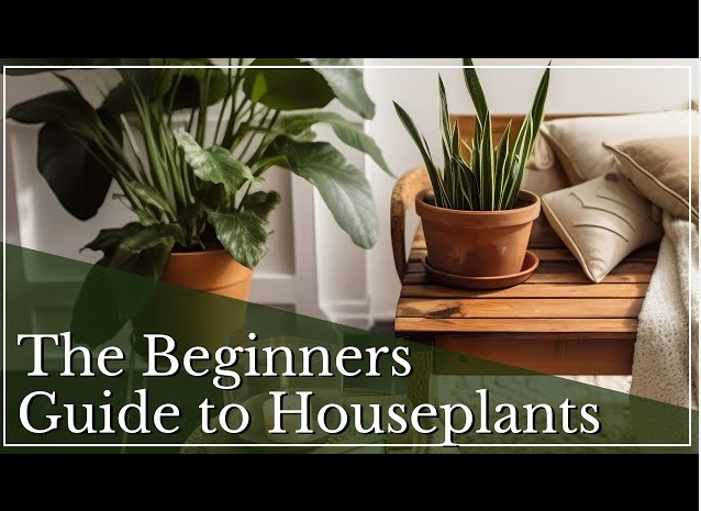 The Beginner’s Guide to Thriving Indoor Plants