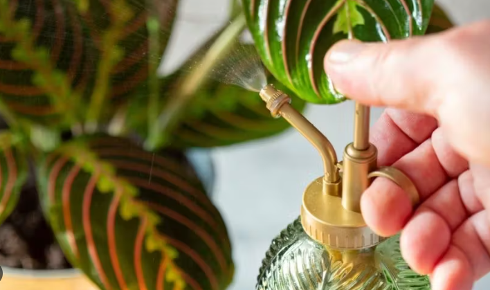 The Beginner's Guide to Thriving Indoor Plants