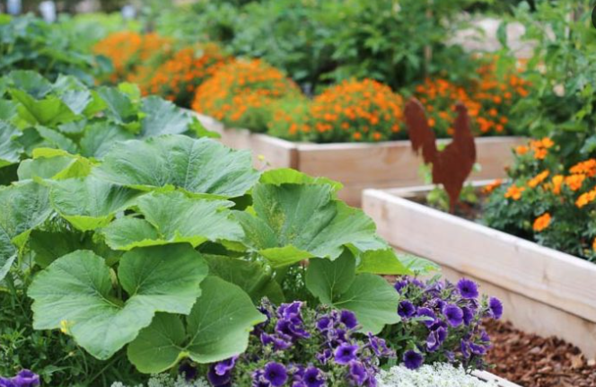 The Art of Companion Planting: How to Create a Thriving Garden Ecosystem