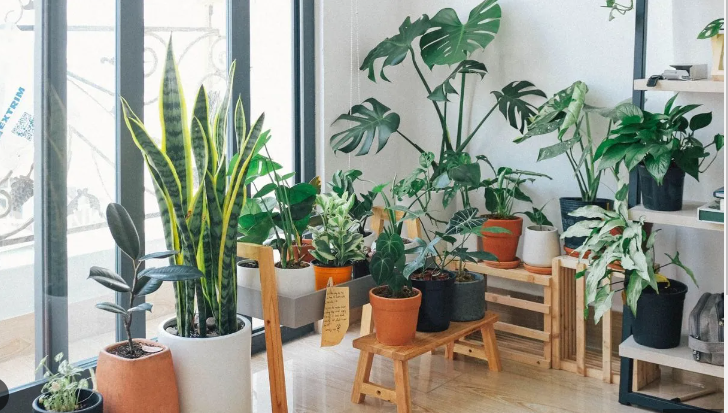 The Beginner's Guide to Thriving Indoor Plants