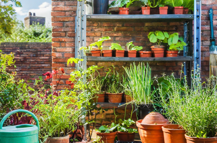 The Beginner’s Guide to Urban Gardening: Growing Green in Small Spaces