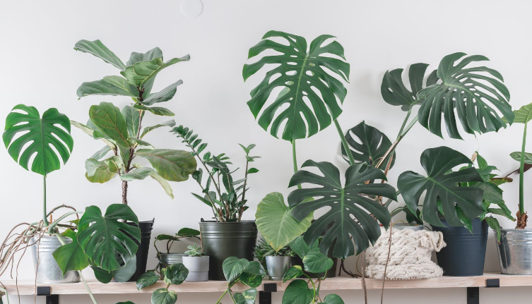 Top 10 Low-Maintenance Indoor Plants for Busy People