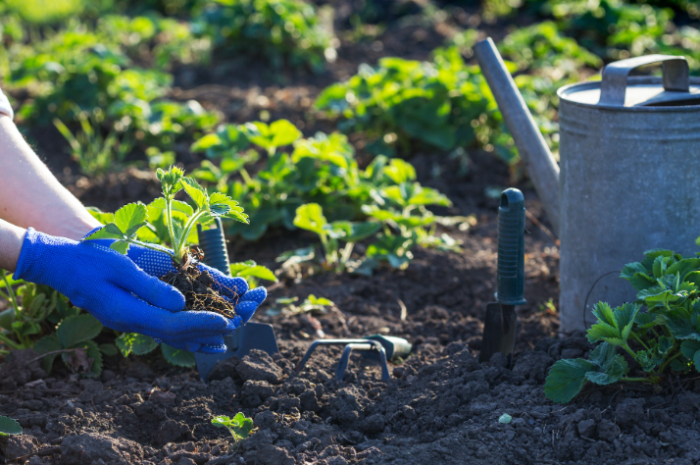 The Art of Companion Planting Create a Thriving Garden Ecosystem