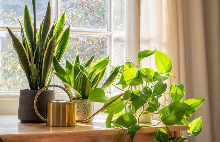 The Beginner's Guide to Thriving Indoor Plants