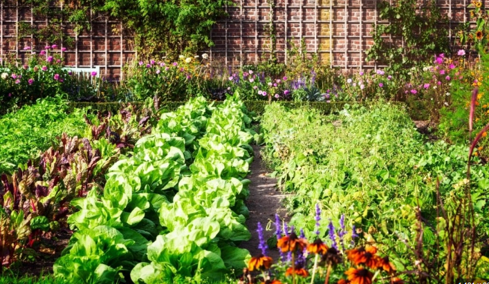 The Art of Companion Planting: How to Create a Thriving Garden Ecosystem